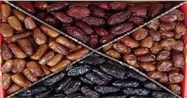 آشنایی با خرما مجول + قیمت استثنایی خرید انکر
